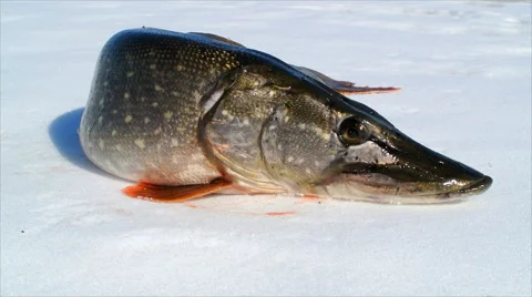 Pike. Fish. Winter Stock Footage 48593782
