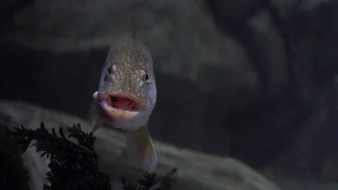 Pike floating under water. Stock Footage 85168167