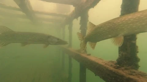 Pike Stock Footage 288183841