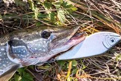 Fishing in the river. Open mouthed large pike in the fisherman's