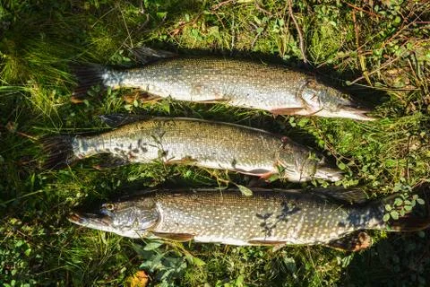 Pike on the grass. Stock Photos