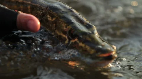 Pike head Stock Footage 49820142