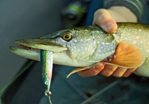 Pike in his hands Stock Photos