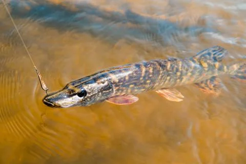Pike on the hook Stock Photos