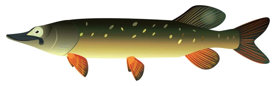 Pike. Stock Illustration