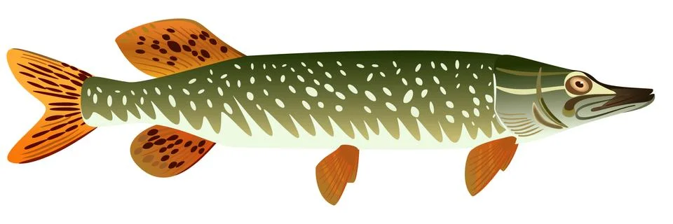Pike. Stock Illustration