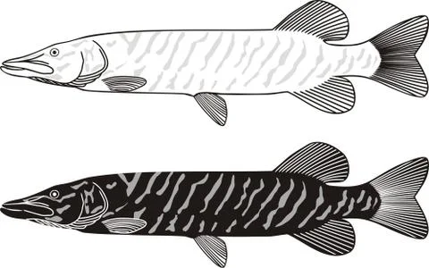 Pike Stock Illustration
