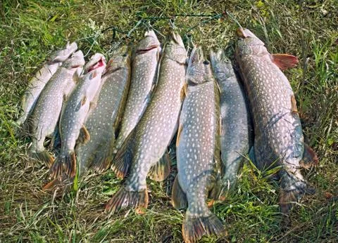 Pike lying on the grass Stock Photos