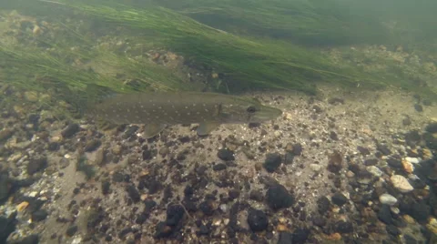 Pike moves tail and stands in rapid river flow Stock Footage 65069595