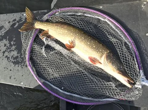 Pike in a net Stock Photos