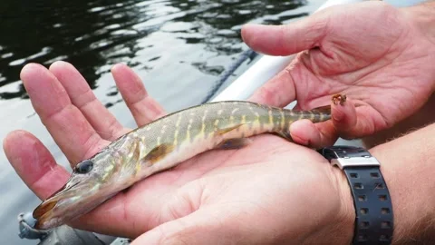 Pike, or common pike Esox lucius, is a fish of the pike family. Distributed in Vídeo Stock 247689219