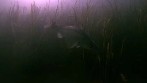Pike perch backlit near aquatic plants Stock Footage 319130965