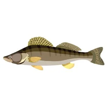 Pike perch, brown river fish, cartoon illustration, isolated object on whit.. Stock Illustration