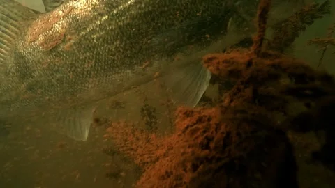 Pike perch circles plants, observes camera, then hides Stock Footage 319130971