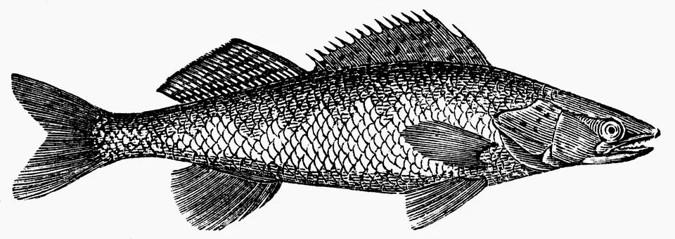 Pike-perch (illustration) Illustrazione stock