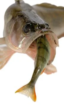 Pike perch Stock-Fotos