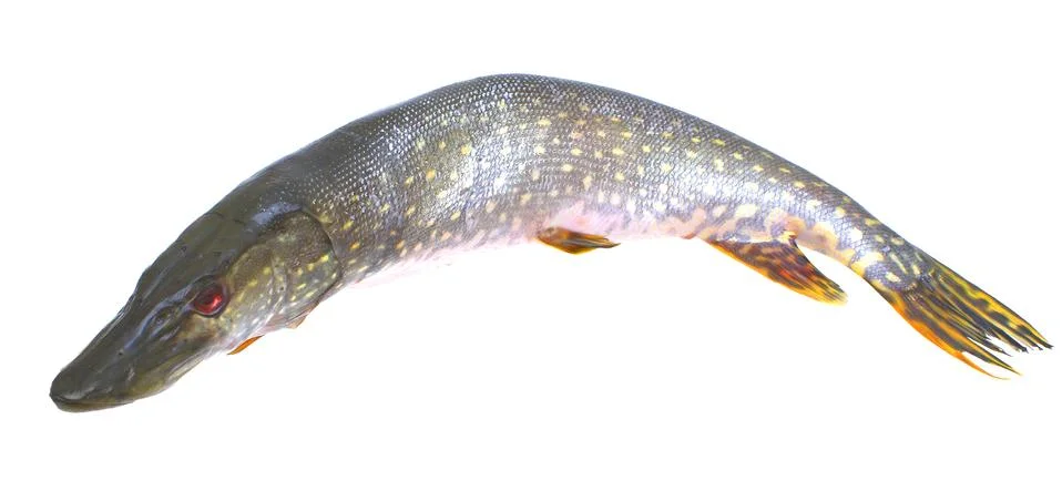 Pike. Stock Photos