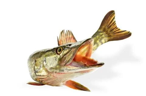 Pike Stock Photos