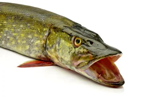 Pike Stock Photos