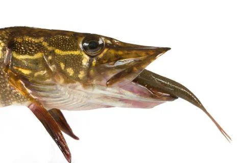 Pike Stock-Fotos