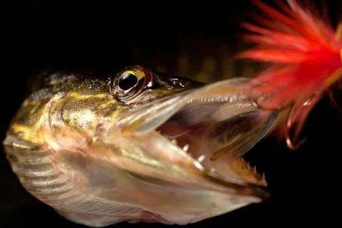 Pike Stock-Fotos