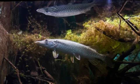 A Pike Stock Photos