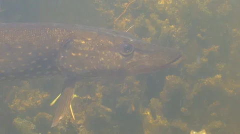 Pike is In the Pond. Close-up Vidéo 53376932