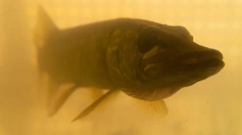 Pike in the pond with reduced transparency Stock Photos
