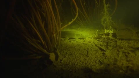 The pike quickly swims away, stirring up the mud at the bottom. Video of Stock Footage 324721453