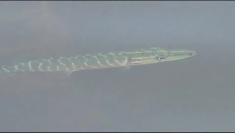 Pike in the river Video stock 12520835