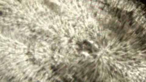 Pike scale microscopic focusing shot Stock Footage 71379259