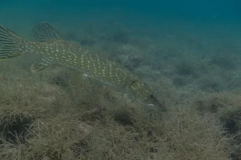 Pike side view in a lake while diving Stock Photos