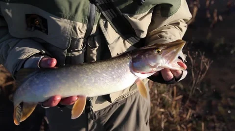 Pike on spinning 動画素材 48908579