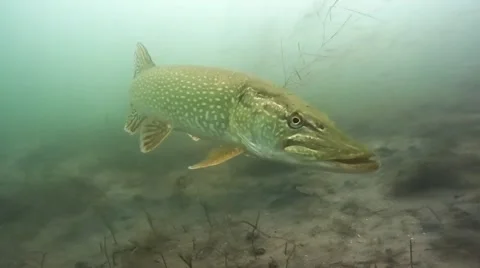 Pike swimming  in pond Stock Footage 47313075