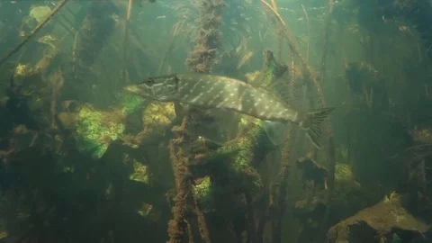 Pike under water. Stock Footage 78414163