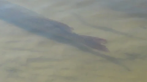 Pike in the water Stock Footage 40578921