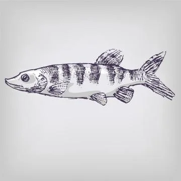 Pike in the water Stock Illustration