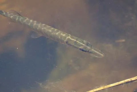 Pike in the water Stock Photos