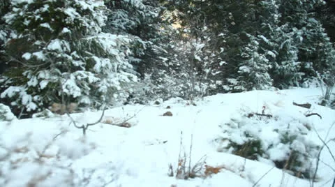 Pike's Peak Train Ride Stock Footage 25242440