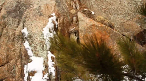 Pike's Peak Train Ride Stock Footage 25242442