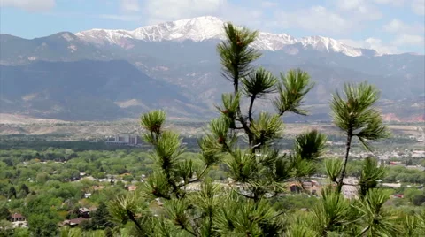 Pikes peak tree foreground Stock Footage 5911261