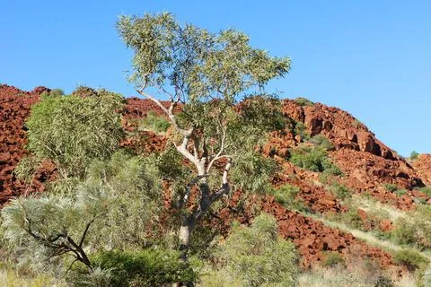 Pilbara ghost gum tree on Red Rocks Stock Photos