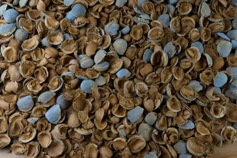 Pile of almonds in shell. Empty shell Stock Photos