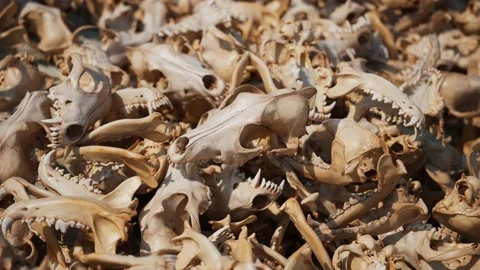 Pile of animal skulls. Focus on one clean canine skull with teeth. Death, Fossil Stock Footage