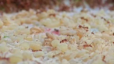 A pile of an ant eggs with Larva and Weaver ants. Stock Footage 306285953