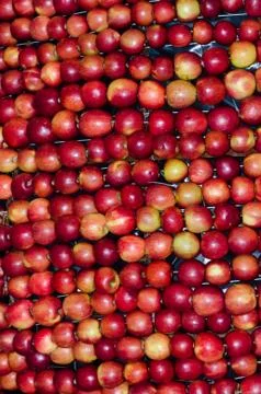 Pile of Apples Stock Photos