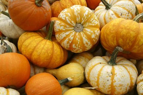 Pile of assorted pumpkins Fotos Stock