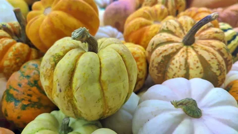 Pile of Autumn Pumpkins 2 Stock Footage 253602221