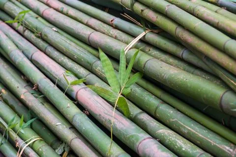 Pile of bamboo trees close up Stockfoto's