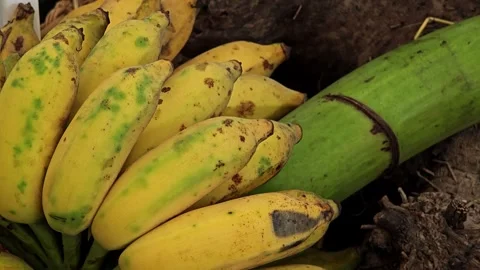 Pile of bananas in multiple bunches inside cartons. Stock Footage 304942049